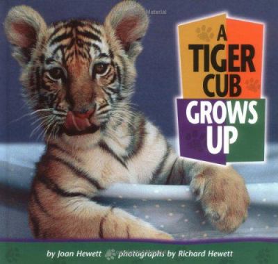 A tiger cub grows up