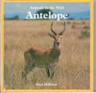 Antelope