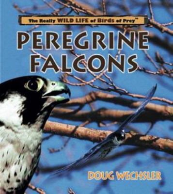 Peregrine falcons