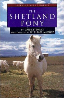 The Shetland pony